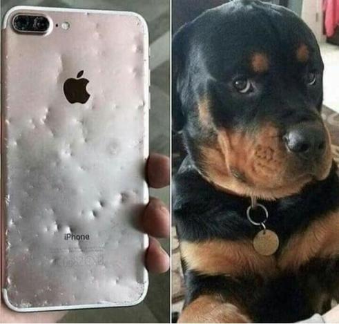 Photo left: back of an iPhone, with clear teeth marks all over
Photo right: big black & brown dog sulking, trying to look innocent...