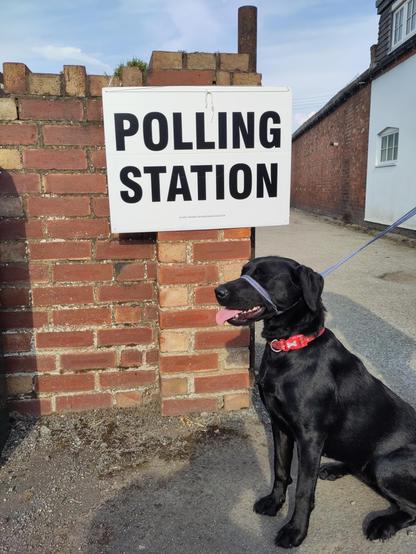 A beautiful black Labrador sat by a redbrick wall with a white and back Polling Station sign