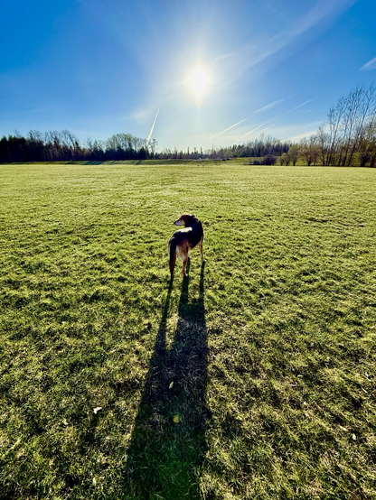 My dog at sunrise.