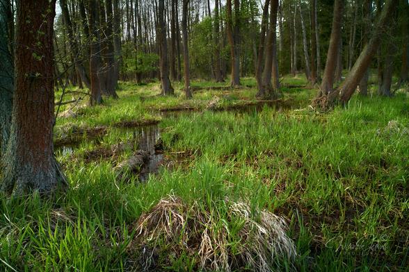 A swampy alder forest in the afternoon sun. The lower right corner is covered with intensely green spring grass. The upper left corner shows an alder forest. Between these two parts of the frame, a small forest, marshy stream flows. On the left side of the frame, near the edge of the photo, there is a large alder tree.