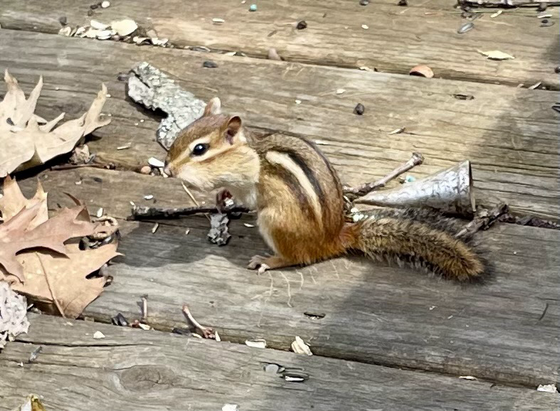 Chipmunk with 3 legs on a deck.