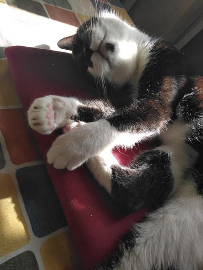 Foto medio torcida de mi gato Bolita repantingado en un cojín sobre una mesa donde le da el sol. Bolita es un gato tuxedo de pelo semicorto con una manchita negra en la barbilla. Sus almohadillas son rositas. Está durmiendo profundamente, así que tiene los ojos cerrados. Se coge una patita trasera con las dos delanteras mientras duerme y es adorable.