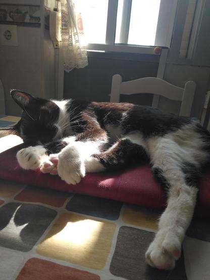 Otra foto de Bolita, visto desde un lado de manera que se ve la ventana por donde entra el sol. Le da en la carita pero le da igual porque está durmiendo tan pichi. Sigue en la postura de la otra foto.