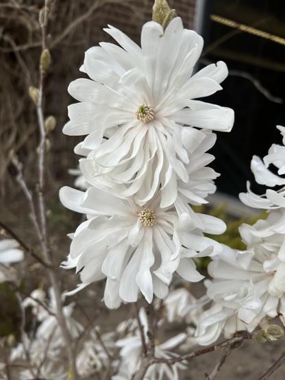 Two big white magnolia flowers growing on a smallish bush. The flowers are big with layers of thin, long white petals. They look fancy.