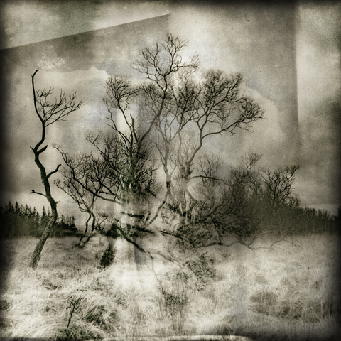Mono expressionist image of bare trees