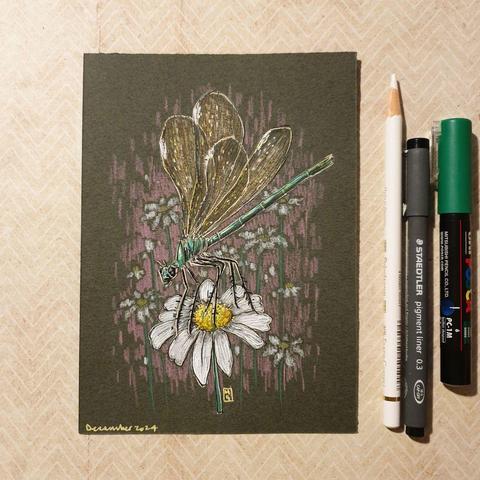 A small drawing of a green dragonfly sitting on a daisy flower. With a top speed of 30mph, dragonflies are one of the fastest insects in the UK. Few species can match the dragonfly's spectacular flying.
An original art work
Colour pencil and mixed media on acid free toned artist paper
5 by 7 inches (12.7 by 17.8 cm).
Sold unframed