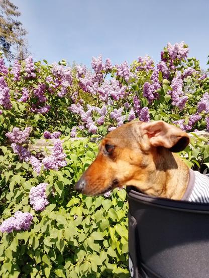 Effie schaut aus dem Körbchen des Tretrollers und blickt stur geradeaus. Hinter ihr befindet sich eine großer Fliederbusch, der violett blüht. Der Himmel ist wolkenlos blau.