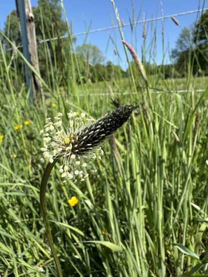 Blüte vom Spitzwegerich