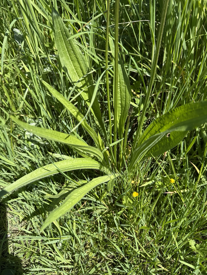 Blätter vom Spitzwegerich