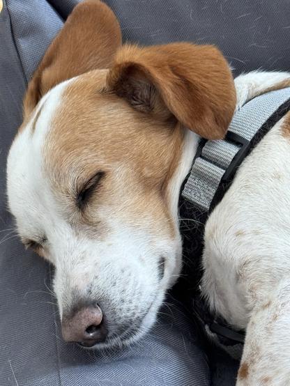 Kopf vom schlafenden Hund Angel