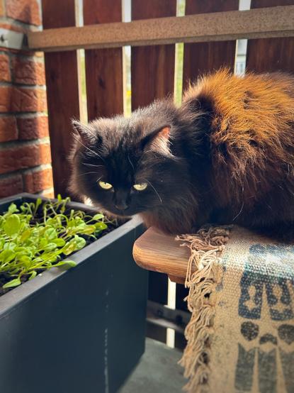A black cat sitting on a bench on a balcony beside spinach seedlings and a red brick wall
