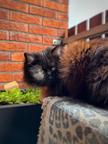 A black longhaired cat on a bench in front of a red brick wall