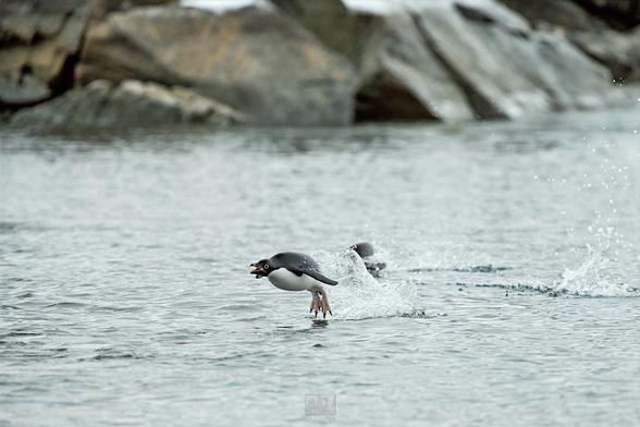Adelie penguins porpoising across the water.

Sony A1 ii, Sony 300mm + 2x TC - 1/1250, f/5.6, ISO1200