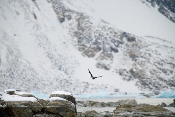 An Antarctic shag flying through the scene.

Sony A1 ii, Sony 300mm + 2x TC - 1/1000s, f/5.6, ISO1000