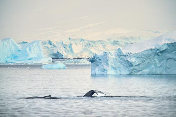 Humpback whales preparing for a dive as massive icebergs float about behind.

Sony A1 ii, Sony 300mm + 2x TC - 1/1000, f/5.6, ISO1000