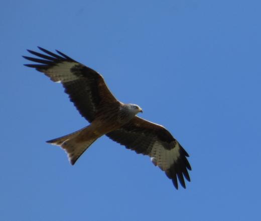 Ein Rotmilan im Flug, vor blauem Himmel. Man kann die Flügel gut erkennen, weil er segelt. Er kuckt etwas grimmig. Die Flügel haben außen einen weißen Fleck auf der Unterseite. Man sieht seine angeklappten Füße.