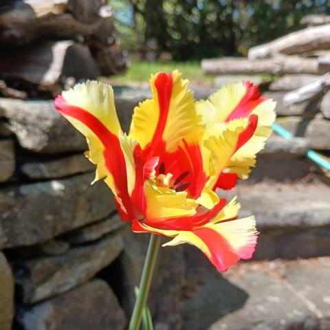 Close-up photo taken on a sunny day with a side-top view of a tulip with bright yellow fringed petals each with a bright red stripe down the middle. The pistil and 3 stamens can be seen poking out from the center. A rock wall is in the background.