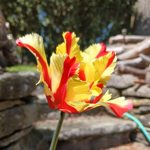 Close-up photo taken on a sunny day with a side view of a tulip with bright yellow fringed petals each with a bright red stripe down the middle. A rock wall is in the background.