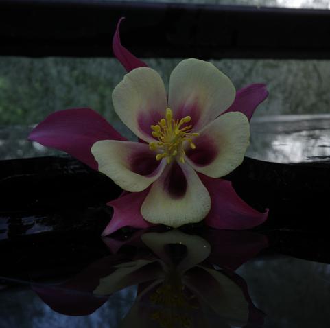 A flower with five dark pink-red outer petals and five light yellow inner petals whose bases are the same color as the outer petals and yolk-yellow stamens lies on a black glass shard that reflects the plant and a piece of blue sky.