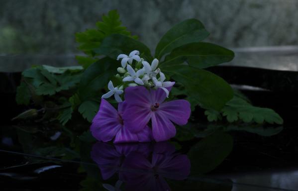 Two pink-purple geranium blossoms with pink stamens and woodruff blossoms, each with leaves, lie on a piece of black glass that reflects the plants.