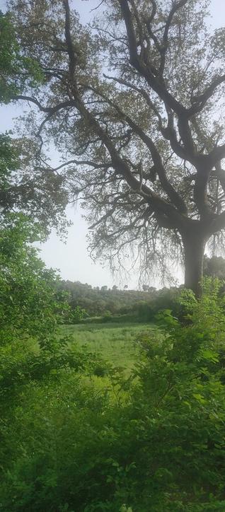 Paisaje con un prado y árboles en primer plano y en el fondo. Todo está verdísimo.