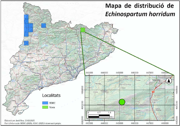 Mapa de distribució de Echinospartum horridum a Catalunya, segons el Banc de dades de Biodiversitat de Catalunya i l’observació aportada en aquesta nota. En detall la localitat de la serra Cavallera. Font: Bou et al., 2025; Butlletí de la Institució Catalana d'Història Natural, 89]