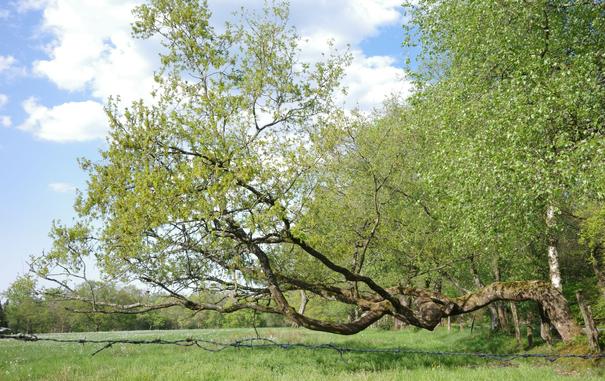 A sunlit oak tree that has a 90-degree bend from about one meter in height and grows parallel to the ground (a green meadow) wears its spring dress of light green leaves. Trees and  blue sky with some white clouds are in the background.