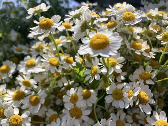Flowers with white petals and large bright yellow centers, some of them catching the sunlight.