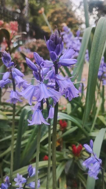Close up of bluebells in a garden, surrounded by green foliage