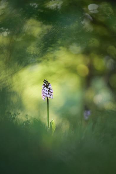 Ein Purpur-Knabenkraut in viel grüner Umgebung. Die Orchidee ist scharf, der Rest ist unscharf im Bild und zeigt trotzdem eine sehr diverse Struktur, die allerdings nicht vom eigentlichen Motiv, also der Orchidee, ablenkt.