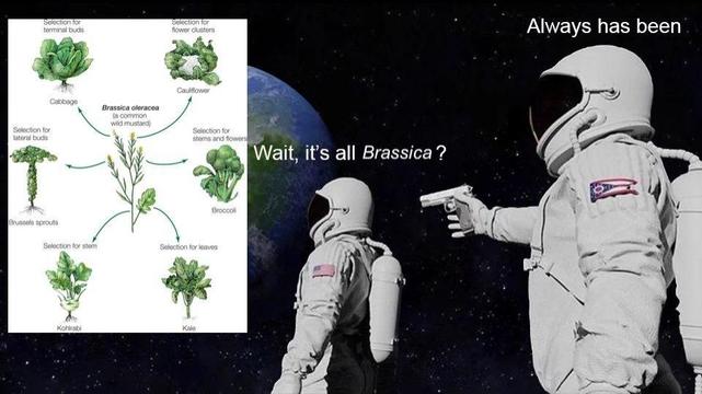 it's all Brassica