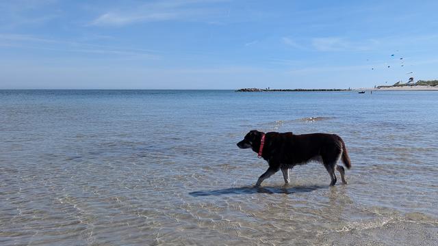 Ein kleiner schwarzer Hund geht im Wasser der Ostsee. 
Wasser und Himmel sind blau.