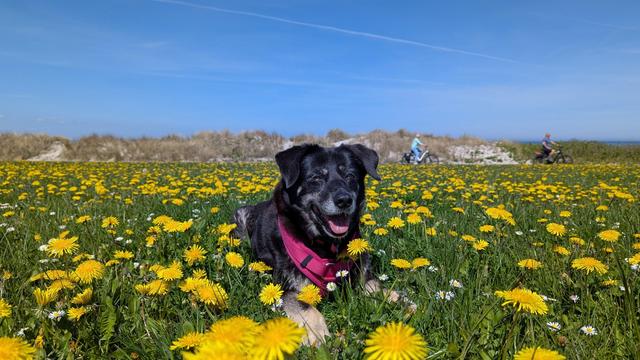 Ein kleiner schwarzer Hund liegt im Gras zwischen gelb blühendem Löwenzahn. Im Hintergrund sind Dünen. Der Himmel ist  blau.