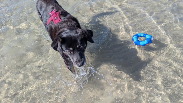 Ein kleiner schwarzer Hund im Wasser, rechts neben ihr ist ein kleiner Schwimmring, es ist ein Hunde-Spielzeug.