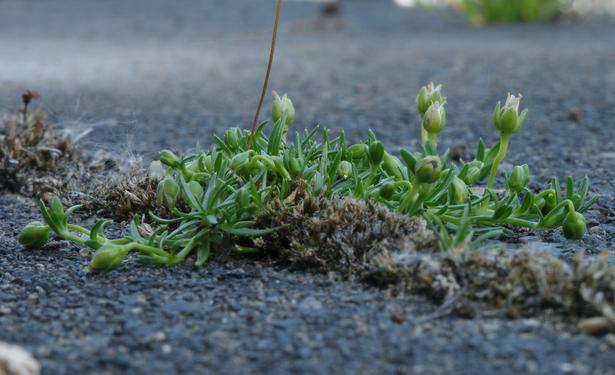 Budding and flowering polytrichum commune in a joint and on gray stone tiles