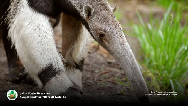 The Giant #Anteater looks like a Surrealist artist's fever dream, but they are actually real and feature an ultra long tongue for suctioning #insects from #nests in #Brazil🇧🇷 Help them to survive when u #Boycottpalmoil #Boycott4Wildlife 😍 in supermarkets https://wp.me/pcFhgU-1Cd?utm_source=mastodon&utm_medium=Palm+Oil+Detectives&utm_campaign=publer