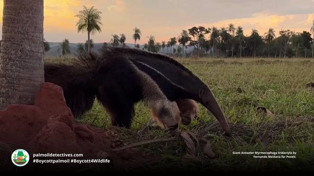 The Giant #Anteater looks like a Surrealist artist's fever dream, but they are actually real and feature an ultra long tongue for suctioning #insects from #nests in #Brazil🇧🇷 Help them to survive when u #Boycottpalmoil #Boycott4Wildlife 😍 in supermarkets https://wp.me/pcFhgU-1Cd?utm_source=mastodon&utm_medium=Palm+Oil+Detectives&utm_campaign=publer