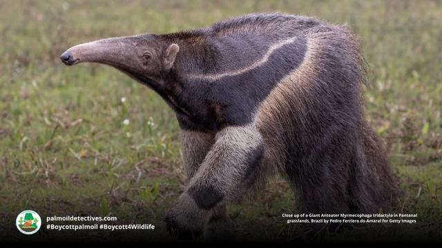 The Giant #Anteater looks like a Surrealist artist's fever dream, but they are actually real and feature an ultra long tongue for suctioning #insects from #nests in #Brazil🇧🇷 Help them to survive when u #Boycottpalmoil #Boycott4Wildlife 😍 in supermarkets https://wp.me/pcFhgU-1Cd?utm_source=mastodon&utm_medium=Palm+Oil+Detectives&utm_campaign=publer