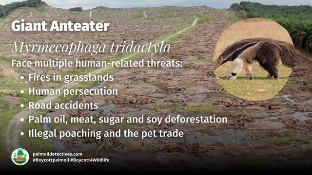 The Giant #Anteater looks like a Surrealist artist's fever dream, but they are actually real and feature an ultra long tongue for suctioning #insects from #nests in #Brazil🇧🇷 Help them to survive when u #Boycottpalmoil #Boycott4Wildlife 😍 in supermarkets https://wp.me/pcFhgU-1Cd?utm_source=mastodon&utm_medium=Palm+Oil+Detectives&utm_campaign=publer
