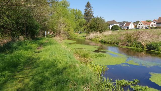 Saarbach bei Fischbach