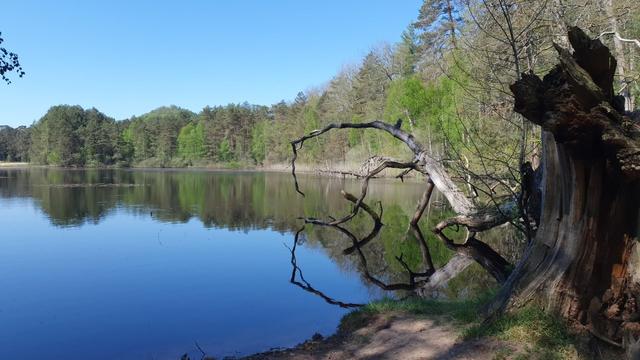 Pfälzerwoog