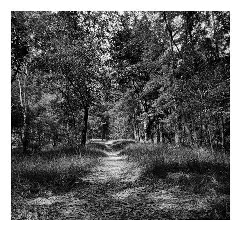 a BW photo of a trail inside a park surrounded by trees and fallen leaves.