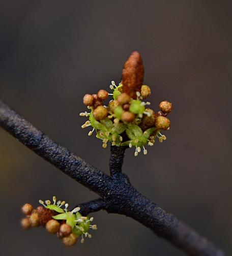 Against a blurred dark grey background, a close view of a narrow  rain darkened branch, finely nubbly scaly, which angles across the view from lower right to mid left . Two tiny twigs project near the centre with mounds of tiny flowers and ball like scaly buds with leaves beginning to emerge from the tips as well, at this stage they are also brown/scaly, no green showing yet. Flowers are light golden green with fully recurved petals(?)like tiny starfish, and a puff of upright tiny pale stamens with balls of pollen on narrow stems.