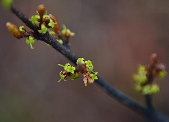 Against a blurred reddish grey background, a close view of a narrow  rain darkened branch, finely nubbly scaly, which angles across the view from lower right to upper left . Along the stem several tiny twigs project with several or more tiny flowers and a few new leaves beginning to emerge from the tips as well, at this stage they are also brown/scaly, no green showing yet. Flowers are light golden green with slightly textured and faintly red lined edges to the petals(?).Female flowers like these show a single pistil in the centre. In this view the flowers are presumably a bit older, so the pistils are a bit elongated and angled at the tip, projecting conspicuously from the flat/recurved stars.
