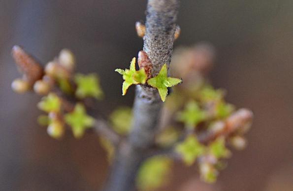 Two *really* tiny 4 point star flowers and a scaly brown bud emerge from a grey scaly narrow upright branch/stem. In the blurred background several short twigs emerge from the same main stem with many flowers and buds, Flowers are light golden green with slightly textured and faintly red lined edges to the petals(?).Female flowers like these show a single pistil in the centre.