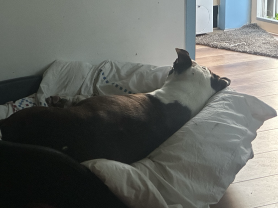 Hond ligt op haar zij in een hondenmand. Ze ligt met haar rug naar de kijker toe.