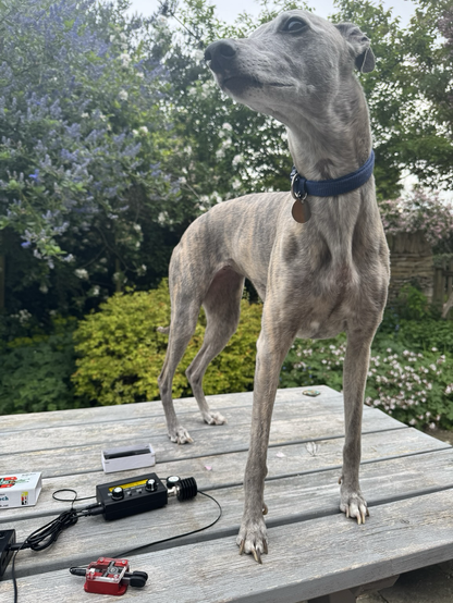 A whippet stands aloof on a table outside in the garden, very much in the way of the radio I am trying to play with.