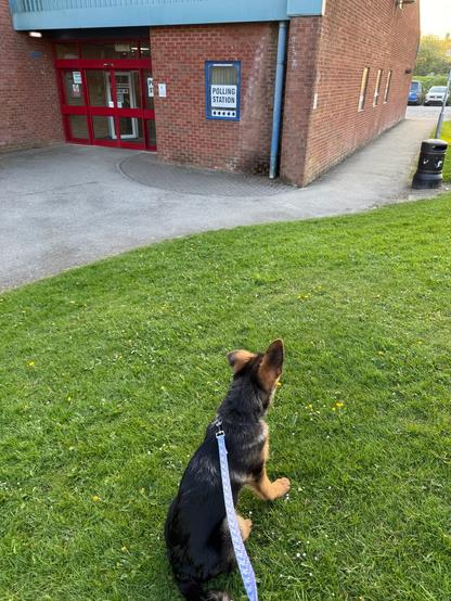 A German Shepherd puppy, with one floppy ear, sitting on a patch of grass in front of a red brick building with a polling station sign in a window.