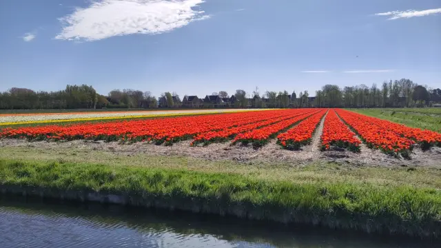 Tulipfields in Holland