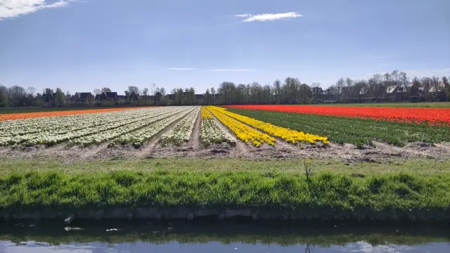 Tulipfields